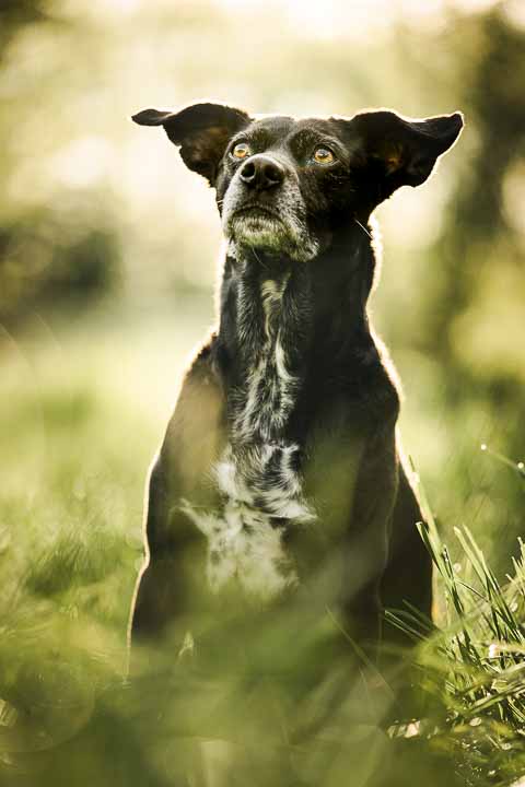 Hundefotograf, Tierfotograf Düsseldorf, Düsseldorf, Ohligser Heide, Solingen,